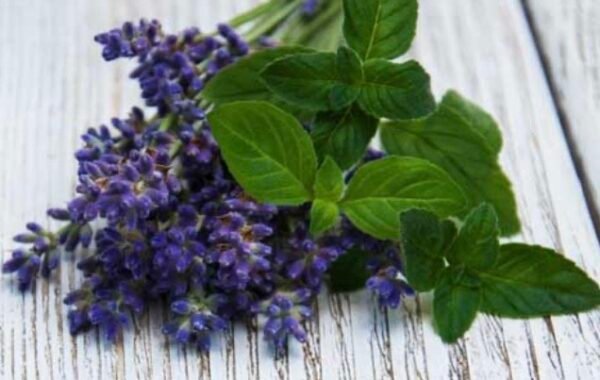 Lavender & Peppermint