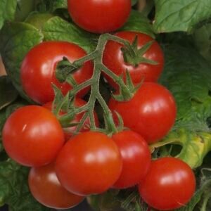 Cherry Tomatoes