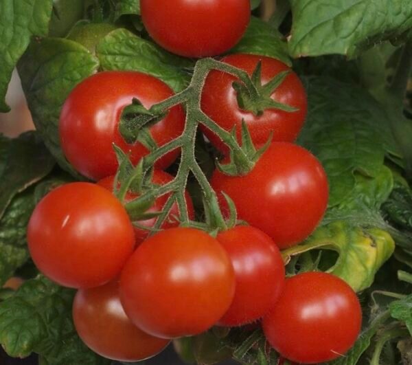 Cherry Tomatoes