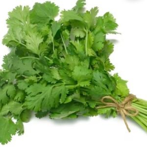 Cilantro