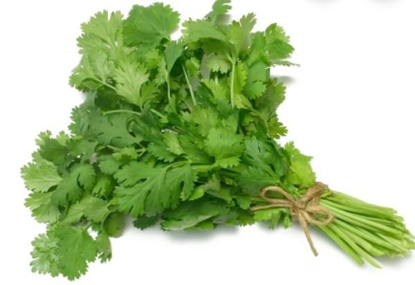 Cilantro