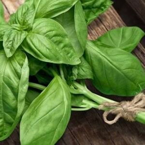 Basil