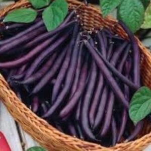 Purple Beans