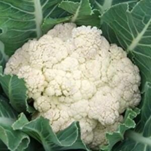 Cauliflower