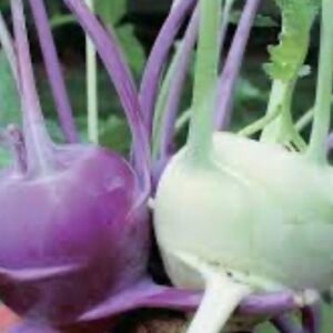Kohlrabi