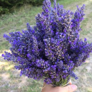 Fresh Lavender Bunch