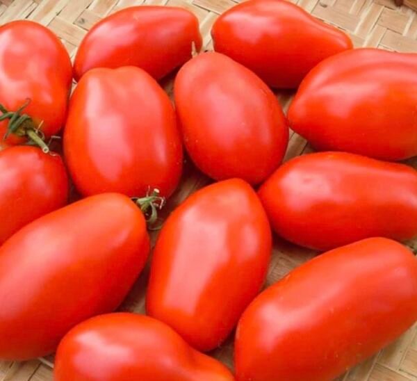 Roma Tomatoes
