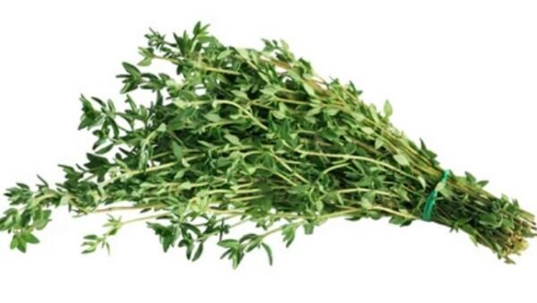 Thyme