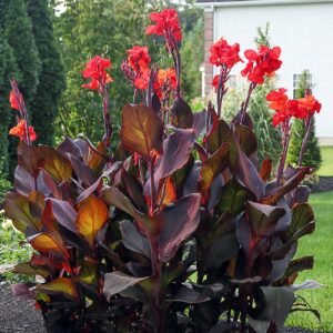 Canna Lily Bulbs