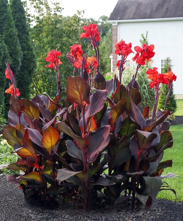 Canna Lily Bulbs