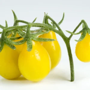 yellow pear cherry tomatoes